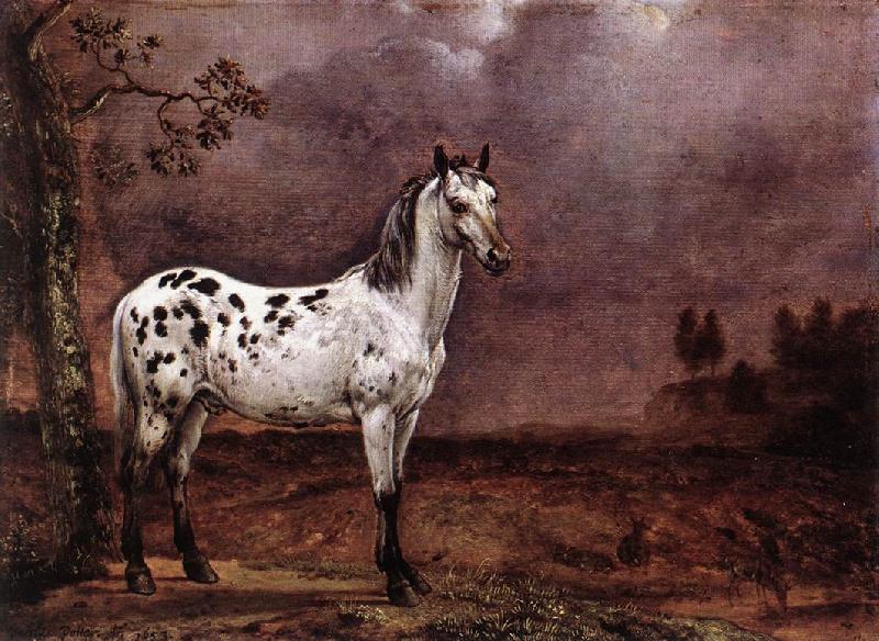 POTTER, Paulus The Spotted Horse af